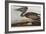 Illustration from 'Birds of America', 1827-38-John James Audubon-Framed Giclee Print