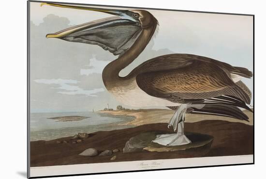 Illustration from 'Birds of America', 1827-38-John James Audubon-Mounted Giclee Print