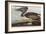 Illustration from 'Birds of America', 1827-38-John James Audubon-Framed Giclee Print