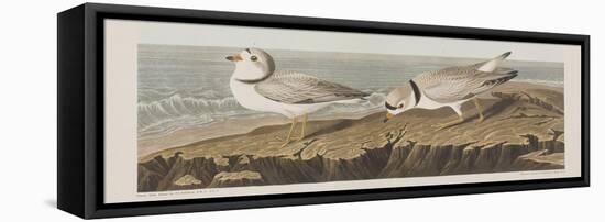 Illustration from 'Birds of America', 1827-38-John James Audubon-Framed Premier Image Canvas