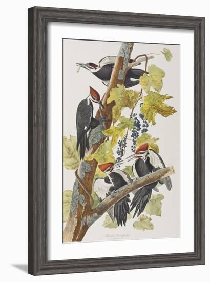 Illustration from 'Birds of America', 1827-38-John James Audubon-Framed Giclee Print