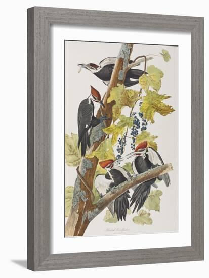 Illustration from 'Birds of America', 1827-38-John James Audubon-Framed Giclee Print