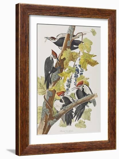 Illustration from 'Birds of America', 1827-38-John James Audubon-Framed Giclee Print