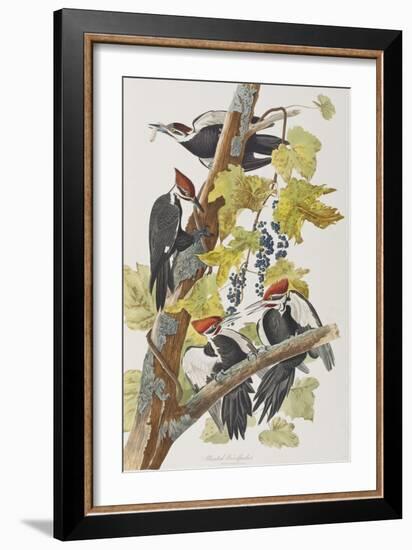 Illustration from 'Birds of America', 1827-38-John James Audubon-Framed Giclee Print