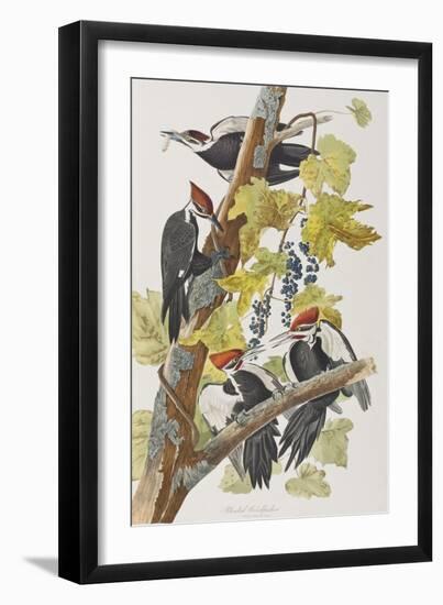 Illustration from 'Birds of America', 1827-38-John James Audubon-Framed Giclee Print