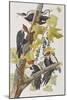 Illustration from 'Birds of America', 1827-38-John James Audubon-Mounted Giclee Print