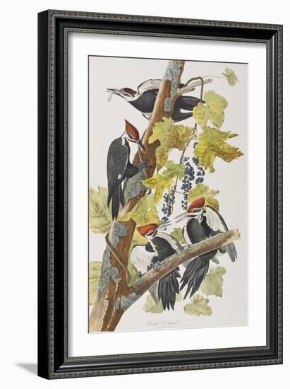 Illustration from 'Birds of America', 1827-38-John James Audubon-Framed Giclee Print