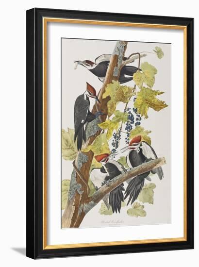 Illustration from 'Birds of America', 1827-38-John James Audubon-Framed Giclee Print