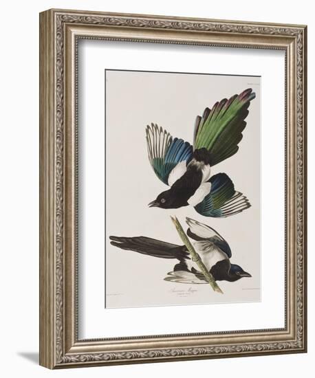 Illustration from 'Birds of America', 1827-38-John James Audubon-Framed Giclee Print