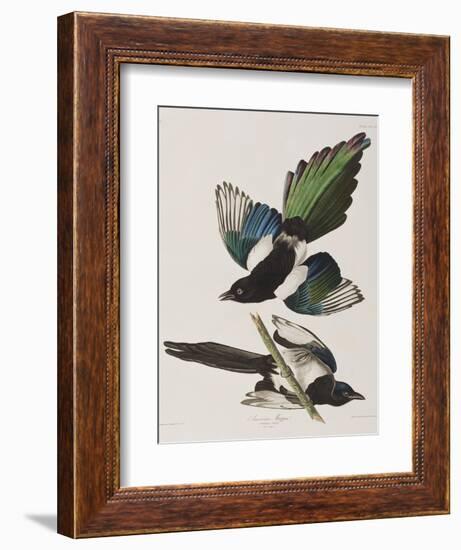 Illustration from 'Birds of America', 1827-38-John James Audubon-Framed Giclee Print