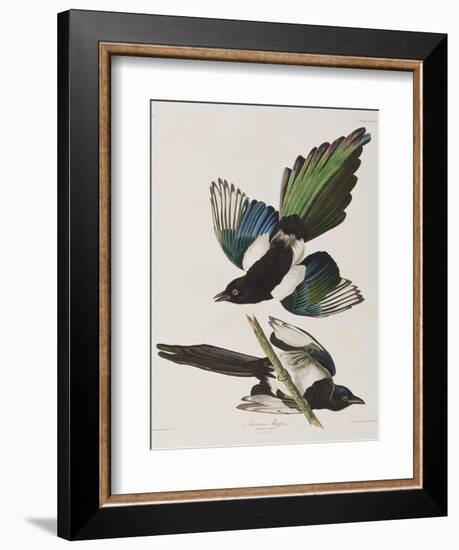 Illustration from 'Birds of America', 1827-38-John James Audubon-Framed Giclee Print