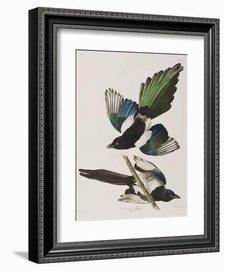 Illustration from 'Birds of America', 1827-38-John James Audubon-Framed Giclee Print