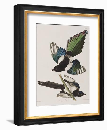 Illustration from 'Birds of America', 1827-38-John James Audubon-Framed Giclee Print