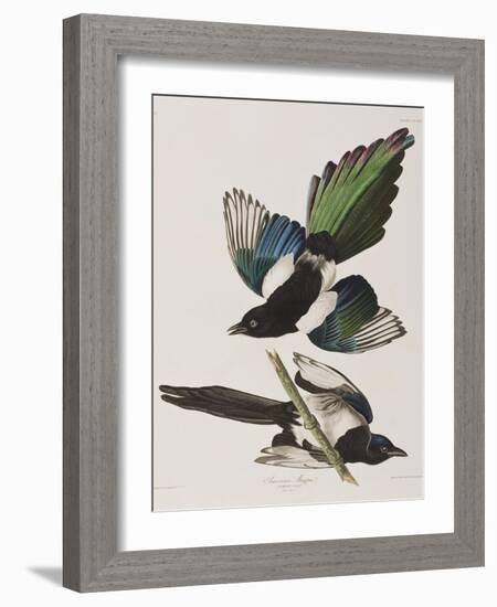 Illustration from 'Birds of America', 1827-38-John James Audubon-Framed Giclee Print