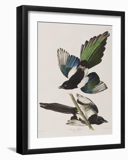 Illustration from 'Birds of America', 1827-38-John James Audubon-Framed Giclee Print