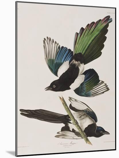 Illustration from 'Birds of America', 1827-38-John James Audubon-Mounted Giclee Print