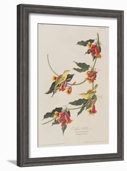 Illustration from 'Birds of America', 1827-38-John James Audubon-Framed Giclee Print