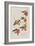 Illustration from 'Birds of America', 1827-38-John James Audubon-Framed Giclee Print