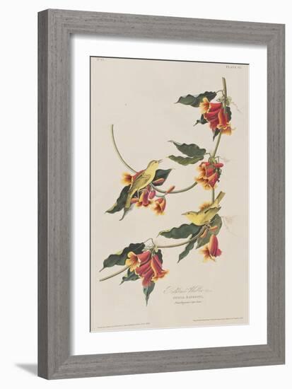 Illustration from 'Birds of America', 1827-38-John James Audubon-Framed Giclee Print