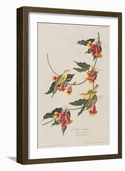 Illustration from 'Birds of America', 1827-38-John James Audubon-Framed Giclee Print