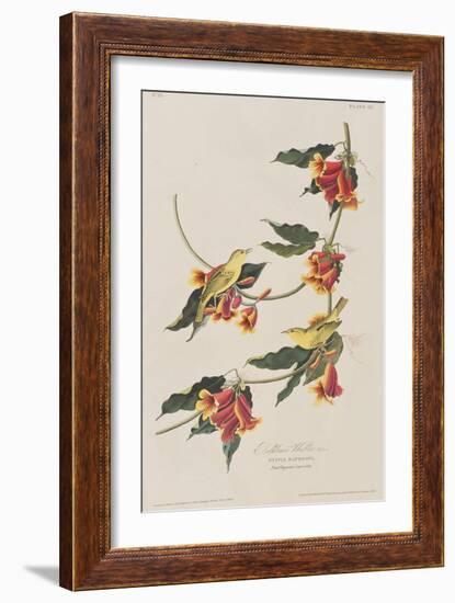 Illustration from 'Birds of America', 1827-38-John James Audubon-Framed Giclee Print