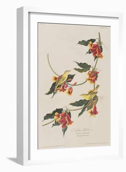 Illustration from 'Birds of America', 1827-38-John James Audubon-Framed Giclee Print