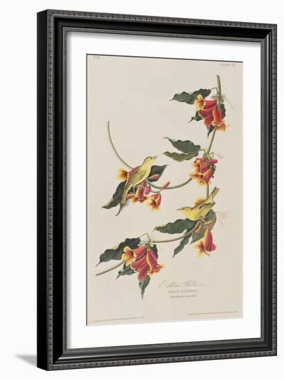 Illustration from 'Birds of America', 1827-38-John James Audubon-Framed Giclee Print