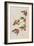 Illustration from 'Birds of America', 1827-38-John James Audubon-Framed Giclee Print