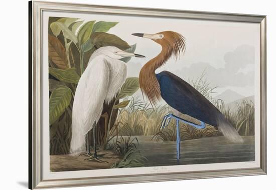 Illustration from 'Birds of America', 1827-38-John James Audubon-Framed Giclee Print