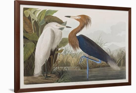 Illustration from 'Birds of America', 1827-38-John James Audubon-Framed Giclee Print