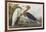 Illustration from 'Birds of America', 1827-38-John James Audubon-Framed Giclee Print