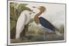 Illustration from 'Birds of America', 1827-38-John James Audubon-Mounted Giclee Print