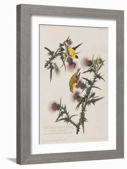 Illustration from 'Birds of America', 1827-38-John James Audubon-Framed Giclee Print