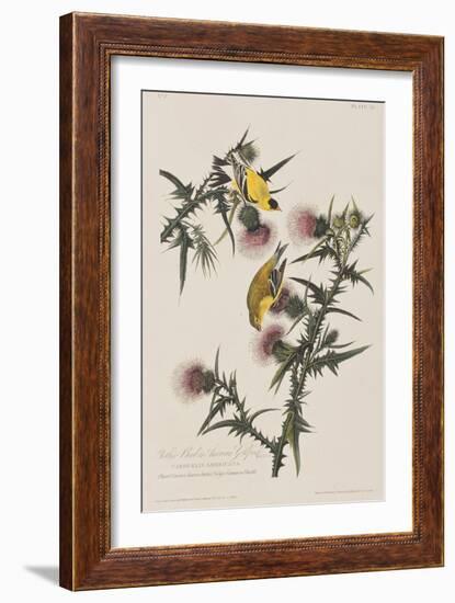 Illustration from 'Birds of America', 1827-38-John James Audubon-Framed Giclee Print