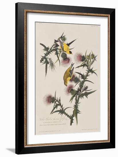 Illustration from 'Birds of America', 1827-38-John James Audubon-Framed Giclee Print