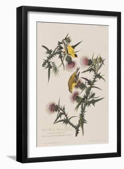 Illustration from 'Birds of America', 1827-38-John James Audubon-Framed Giclee Print