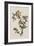 Illustration from 'Birds of America', 1827-38-John James Audubon-Framed Giclee Print