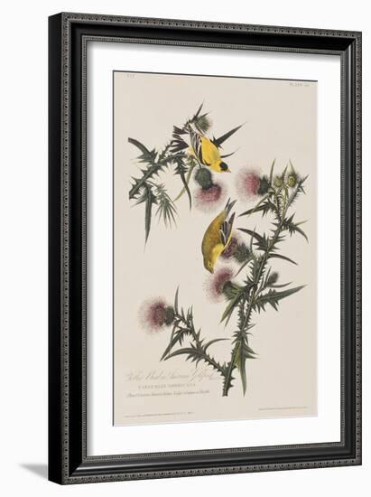 Illustration from 'Birds of America', 1827-38-John James Audubon-Framed Giclee Print