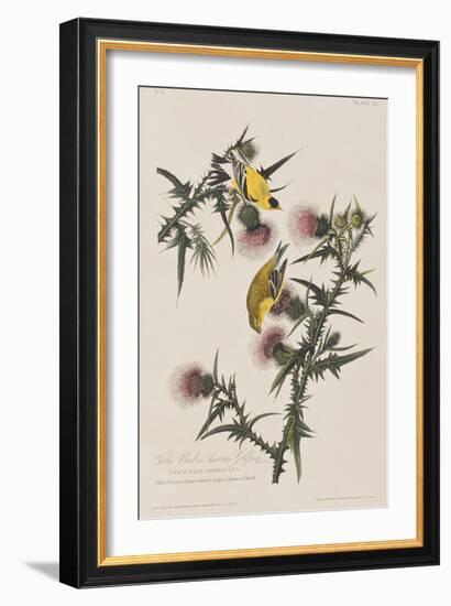 Illustration from 'Birds of America', 1827-38-John James Audubon-Framed Giclee Print