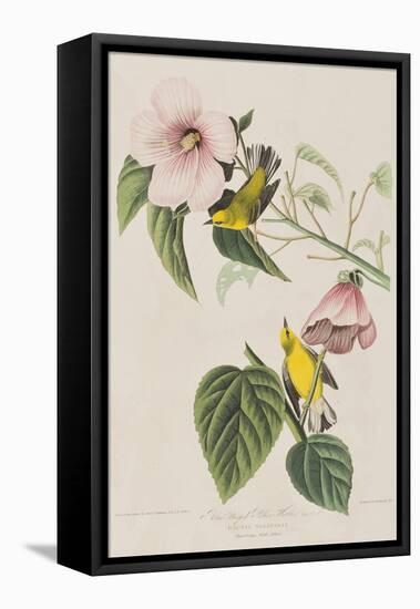 Illustration from 'Birds of America', 1827-38-John James Audubon-Framed Premier Image Canvas