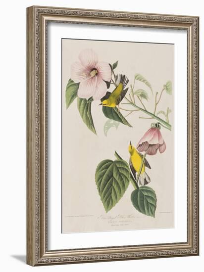 Illustration from 'Birds of America', 1827-38-John James Audubon-Framed Giclee Print