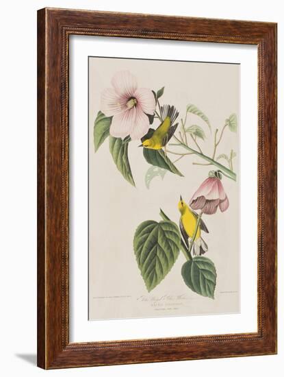 Illustration from 'Birds of America', 1827-38-John James Audubon-Framed Giclee Print