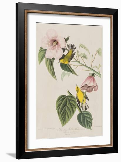 Illustration from 'Birds of America', 1827-38-John James Audubon-Framed Giclee Print