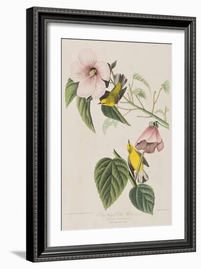 Illustration from 'Birds of America', 1827-38-John James Audubon-Framed Giclee Print