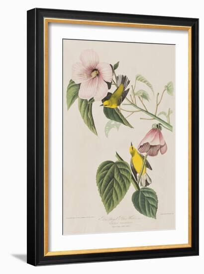 Illustration from 'Birds of America', 1827-38-John James Audubon-Framed Giclee Print