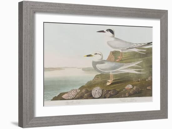 Illustration from 'Birds of America', 1827-38-John James Audubon-Framed Giclee Print