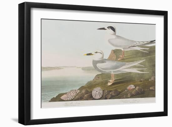 Illustration from 'Birds of America', 1827-38-John James Audubon-Framed Giclee Print