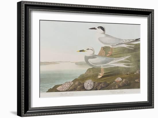 Illustration from 'Birds of America', 1827-38-John James Audubon-Framed Giclee Print