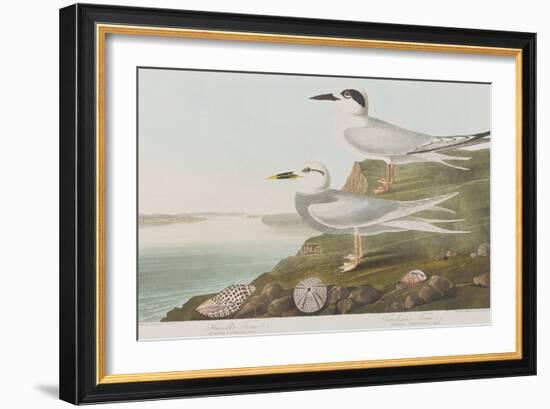 Illustration from 'Birds of America', 1827-38-John James Audubon-Framed Giclee Print