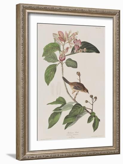 Illustration from 'Birds of America', 1827-38-John James Audubon-Framed Giclee Print